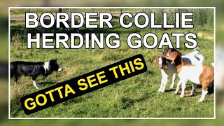 Amazing Border Collie  How To Herd Goats #BorderCollie