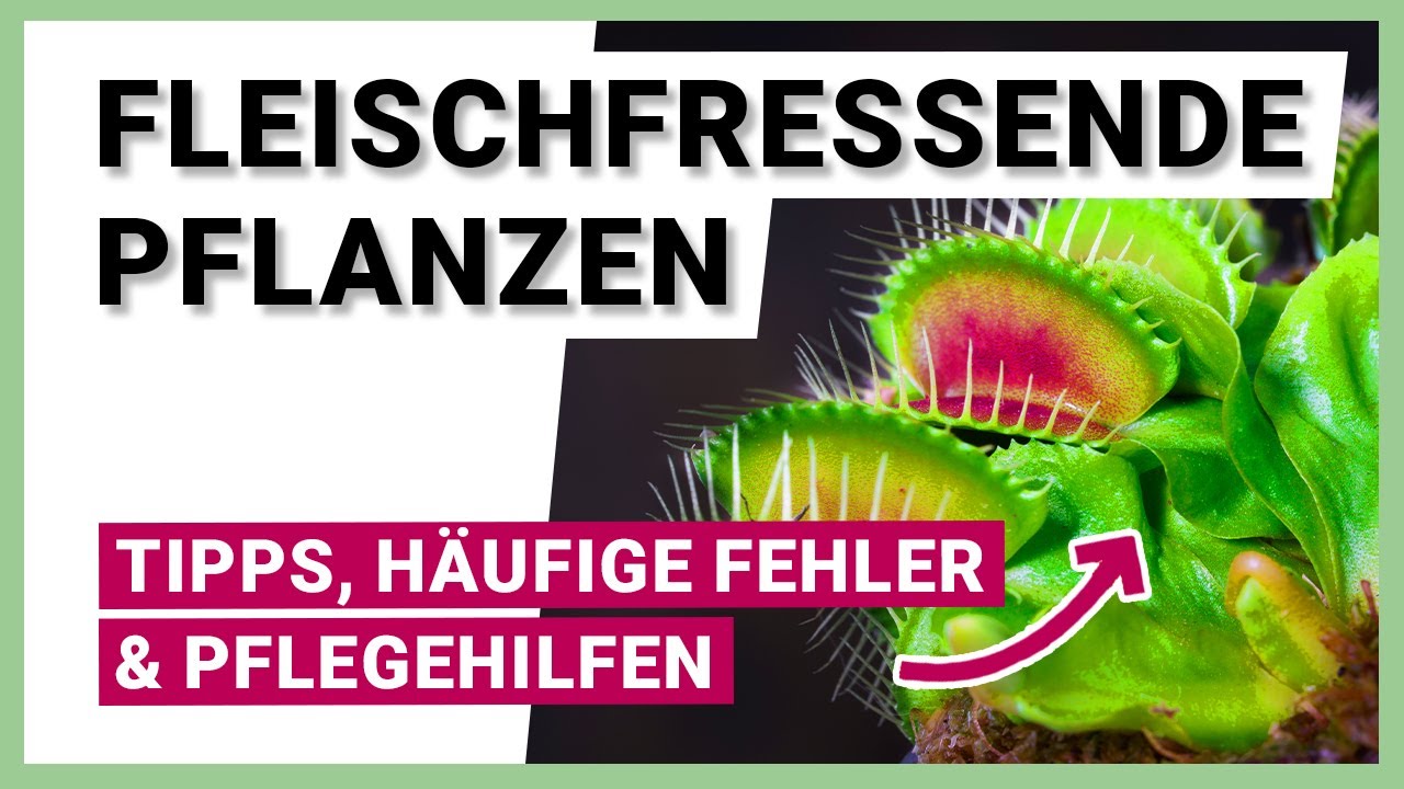 WAS PASSIERT WENN MAN RAUBTIERPFLANZE MIT WURST FÜTTERT?