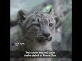 Two snow leopard cubs make debut at Bronx Zoo #shorts
