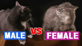 The CRUCIAL Differences Between MALE & FEMALE Cats