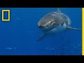 Why Are White Shark Attacks on the Rise? | SharkFest