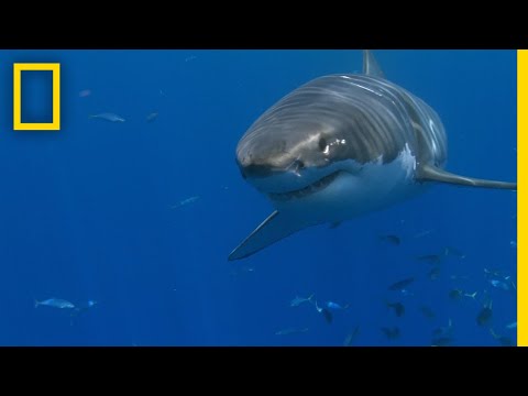 why-are-white-shark-attacks-on-the-rise?-|-sharkfest