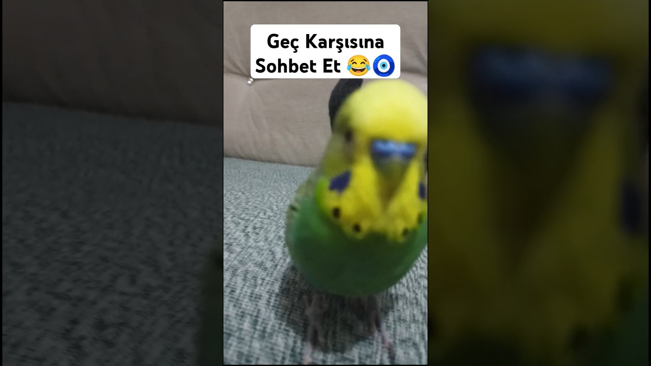 Bol Sohbet #muhabbetkuşufıstık #blackfacebudgie #muhabbetkuşu #muhabbetkuslari #cuddlychickadee