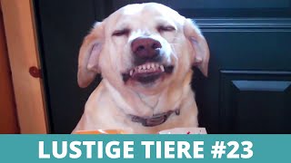 LUSTIGE TIERE - Witzige Hundevideos, Lustige Tiere Compilation #23 by Enjoy Pets 674 views 3 years ago 5 minutes, 53 seconds