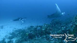 Manta Rays at a Cleaning Station 8