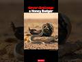 Never Corner a Honey Badger #wild #wildanimals #snake