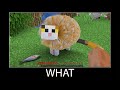 Minecraft wait what meme part 59 realistic minecraft cat