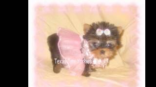 Yorkie breeder in texas - puppy ...