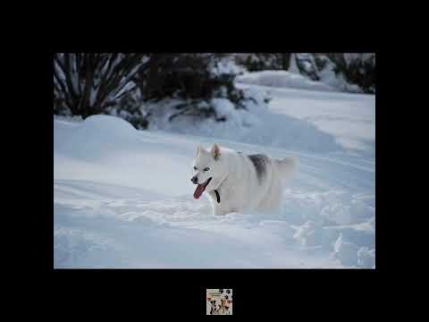 Video: La impresionante belleza de las razas de perros azules