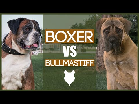 Video: Skillnaden Mellan Bullmastiff Och Boxer