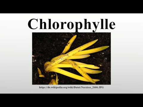 Chlorophylle