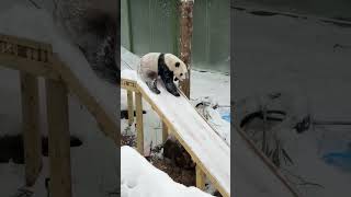 This Panda Is So Playful 