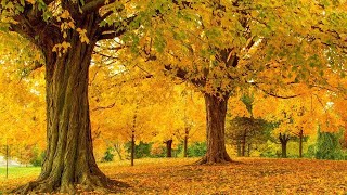 Autumn's Golden Colors, Fall Foliage, Peaceful Music, Relaxing soothing Music by Tim Janis