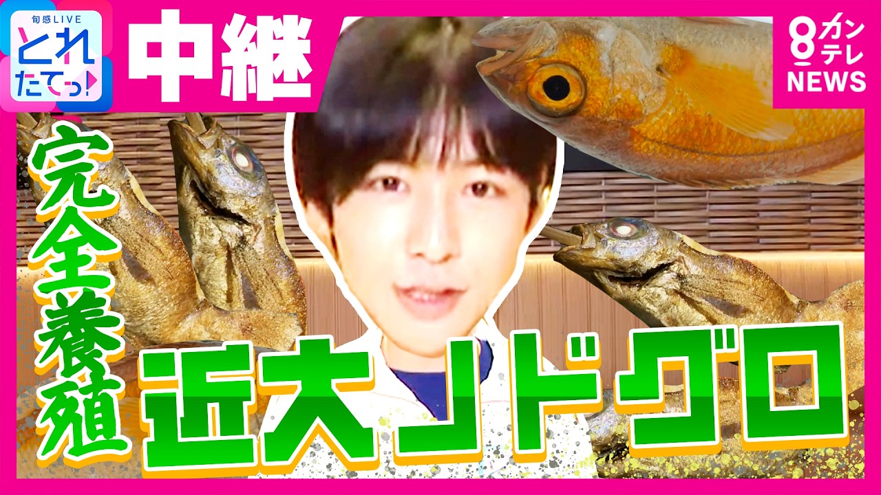 【秦令欧奈】「“これ以上のれるのか”ってぐらい脂が多いがくどくない」“完全養殖”の近大ノドグロ　苦節10年…高級魚も手に取りやすく⁉　グランフロント大阪｜旬感LIVE とれたてっ!〈カンテレNEWS〉