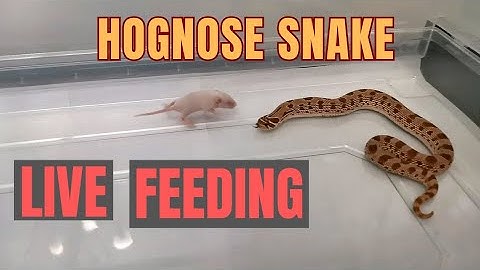 hognose eats mouse alive. #livefeeding #hognose