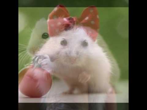 Video: Hamsterlerle Nasıl Eğlenirsiniz (Resimlerle)