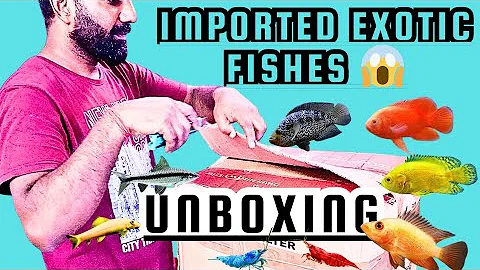 Watch the video about "Exotic Fish Stock Unboxing 🐠 | Thai Import Oscars, Jaguar, Red Devil, Algae Eaters & Shrimps #fish