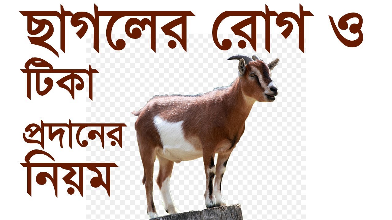 Goat Vaccine || Goat Vaccine System in Bangla || Goat Farm Bangla Tips