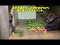 ゲンキ誕生日動画2022