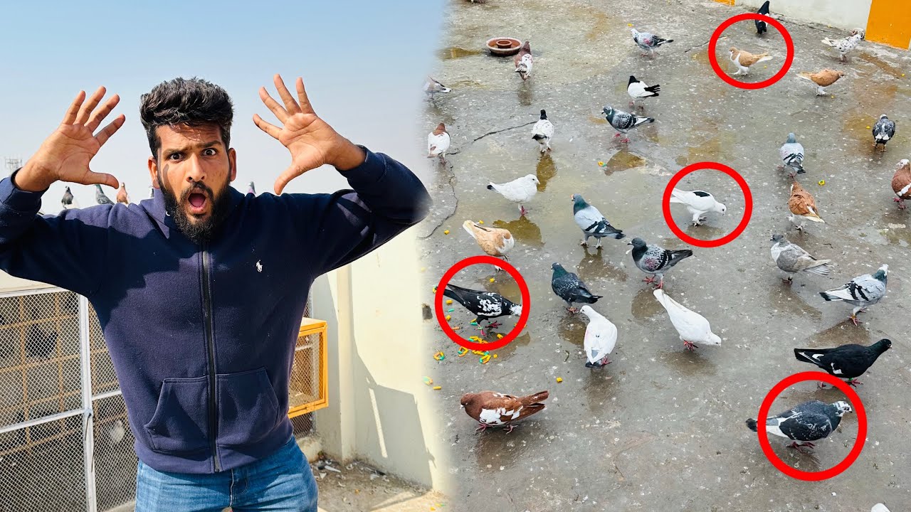 Aaj kisi Kay 6 kabutaro ko utar liya or ya Kia hua 😳😱