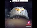 ثلجة الهيرويك جدار جلو بطولي فري فاير Heroic Gloo Wall Free Fire 
