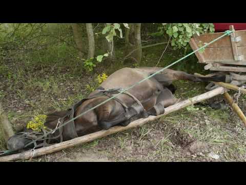 Wideo: Społeczne zachowania koni dzikich i domowych