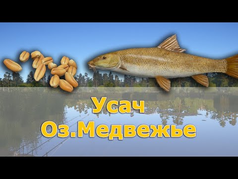 Ловля Усача на озере Медвежье Русская Рыбалка 4 #1