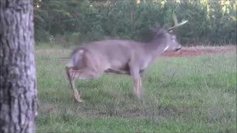 GrizzlyStik Broadhead and Arrow Performance