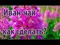 Как сделать Иван чай - полная версия \\ How to make Koporsky tea (Ivan tea) from Fireweed