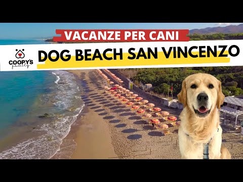 Video: 5 posti per le vacanze per cani