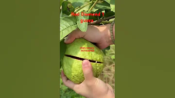 Red Diamond 1 Guava Farming New Thailand Veraity Guava Reddiamondguava Fruit Agriculture 
