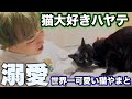 【2年ぶり】猫大好きな友達に飼い猫を合わせてみたらデレデレだったwww