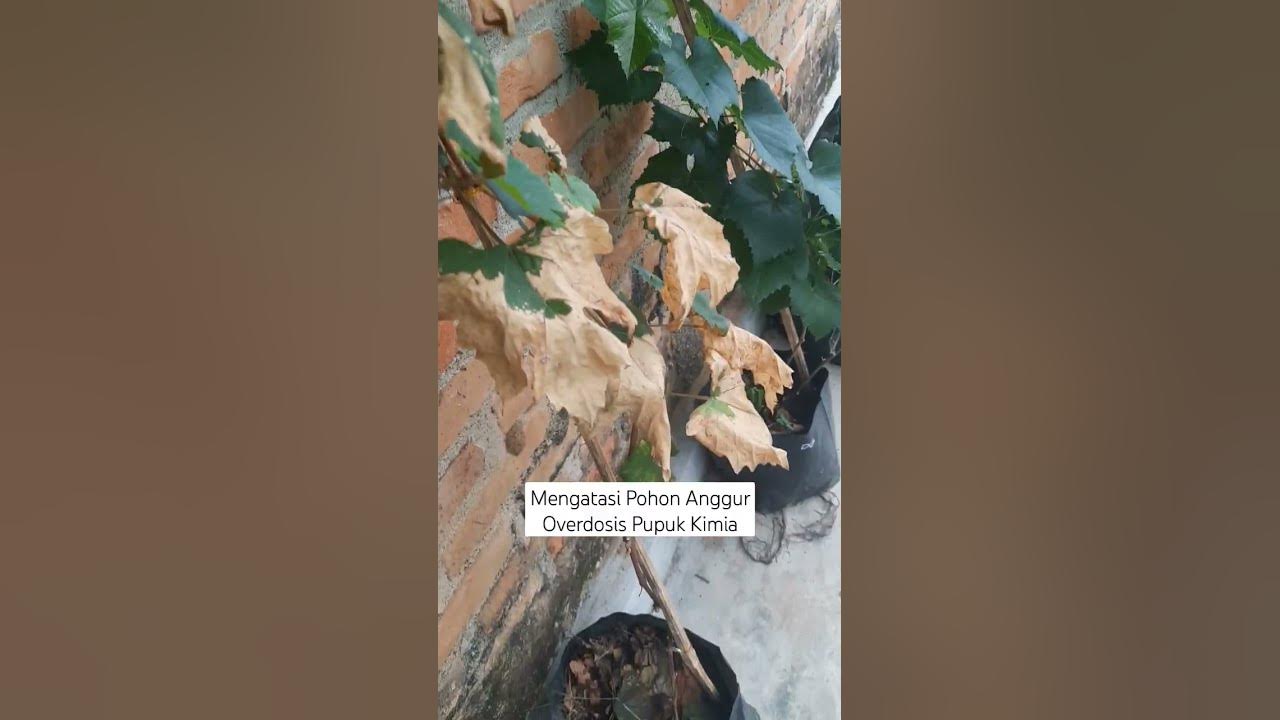 Mengatasi Pohon Anggur Overdosis Pupuk Kimia
