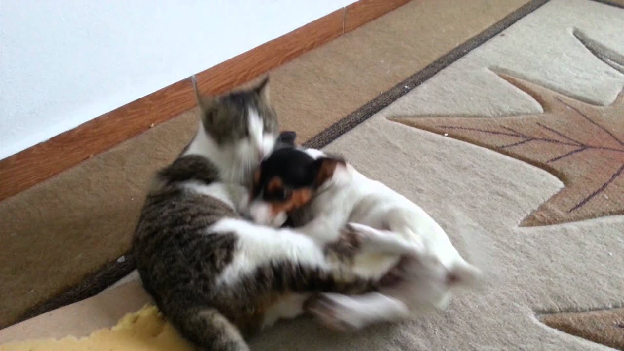 do jack russell terriers get along with cats