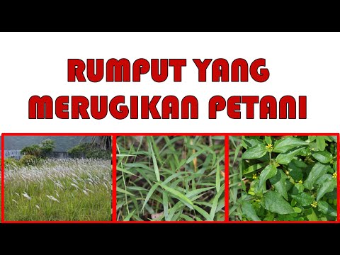 Video: Bagaimana Cara Menyingkirkan Rumpai Di Laman Web Ini? Bagaimana Cara Membuang Rumput Dari Kawasan Yang Ditumbuhi Selamanya? Bagaimana Cara Menghilangkan Rumpai Di Pondok Musim Pana