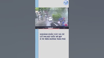 Cây xà cừ cổ thụ bật gốc đè bẹp ô tô trên đường Trần Phú do bão số 5 | 360 #shorts