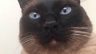 Мужественный сиамский кот =^..^= СИАМСКИЕ КОШКИ Мужественный сиамский кот =^..^= СИАМСКИЕ КОШКИ