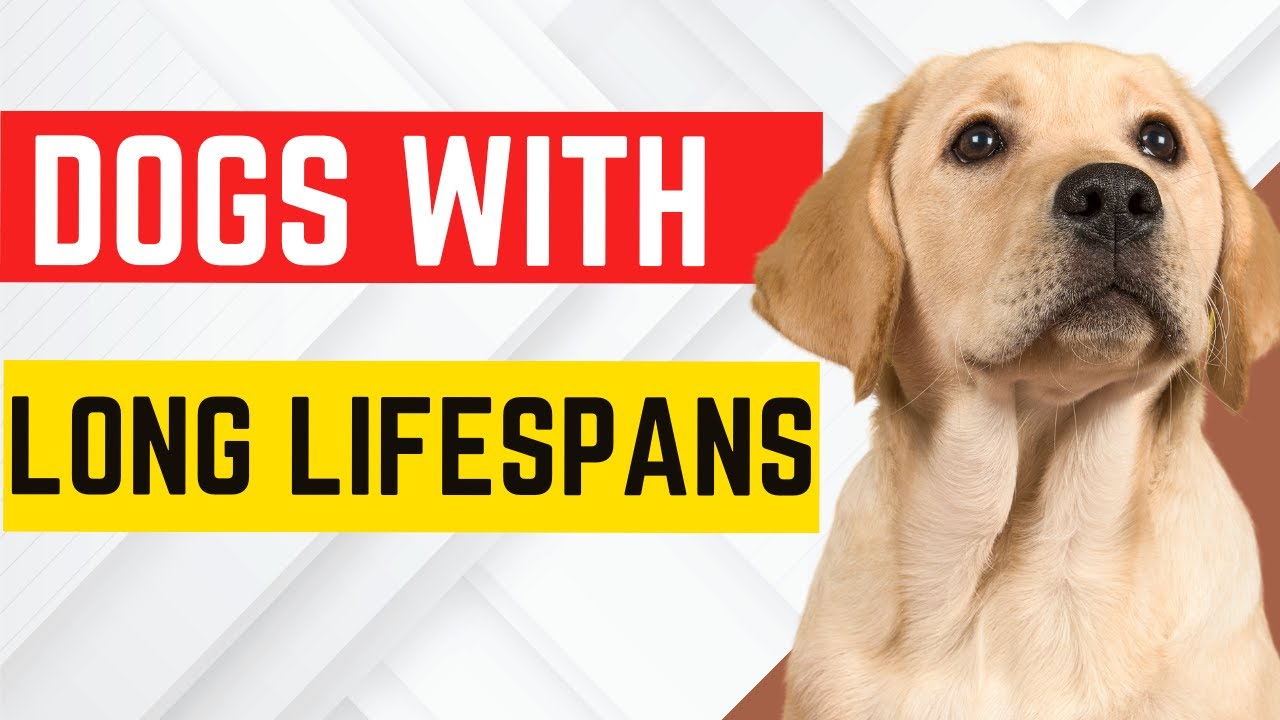 Dogs with the Longest Lifespans: Top Breeds for Longevity - YouTube