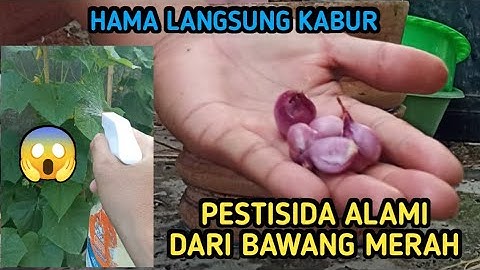 Wajib Coba !!! Cara Mudah Buat Pestisida Nabati dari Bawang Merah, Ampuh Usir Hama Tanpa Bahan Kimia