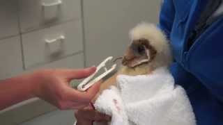 Feeding Very Vocal Baby Barn Owl