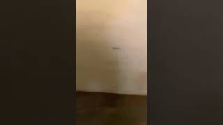 Breakbreds Remy Bat Bat Punkin & Breakbreds Glory Dinka Ginger Pedigree In Description