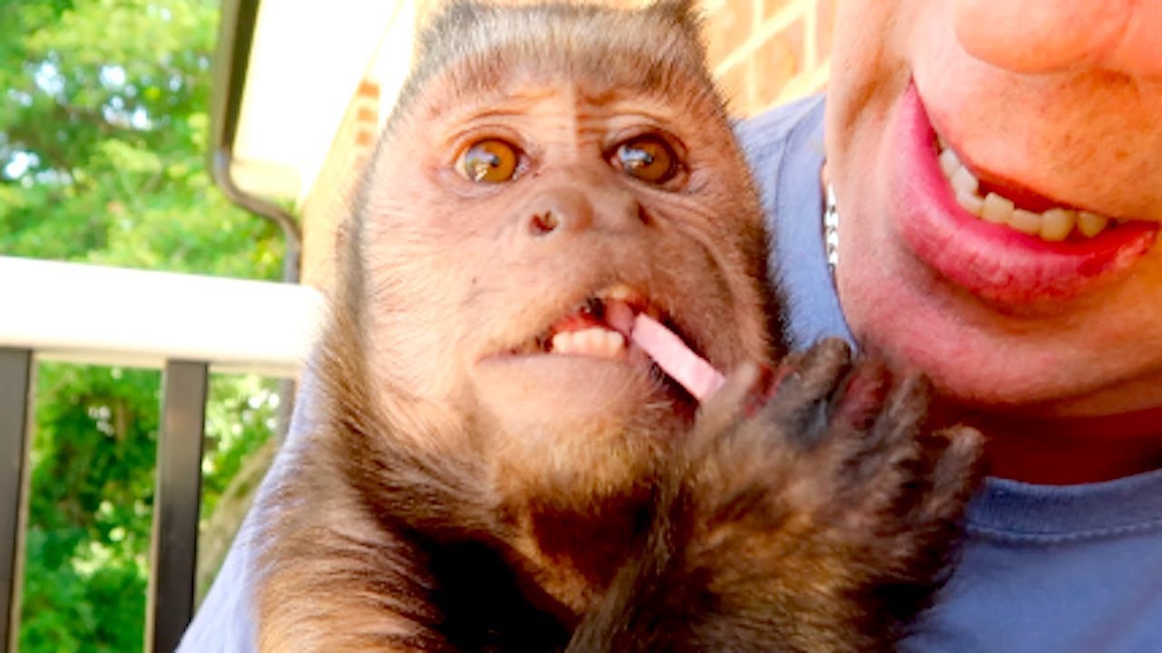 Capuchin Monkey Enjoys Baby Teethers! - YouTube