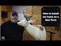 How to install ear butts on a deer form,taxidermy techniques