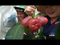 [ ĐI VÀ CHẠM ] Trái ngọt đất Cù Lao