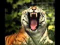 sound-Tiger Roar