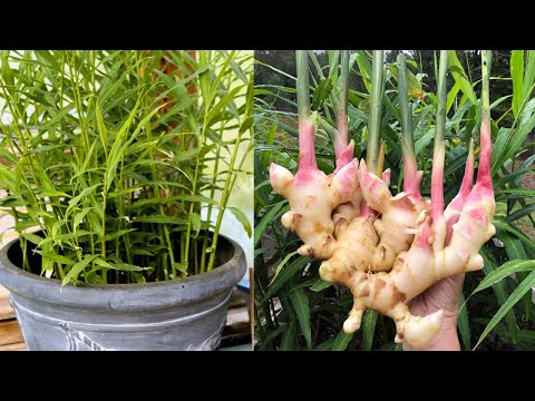 Video: Container Grown Ginger - Cara Menanam Jahe Dalam Pot