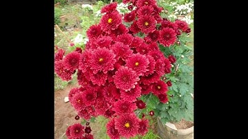 Cúc đổi màu , tiểu thư , cúc cổ sơn la