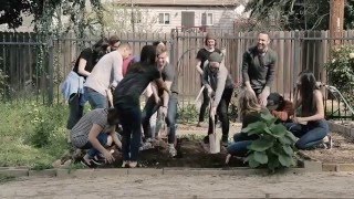 Book Trailer: ROOTED by Banning Liebscher