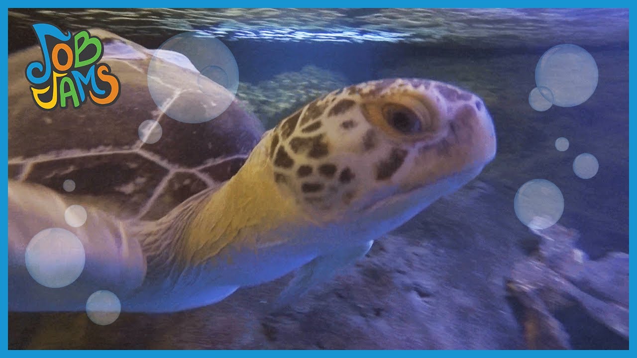 Underwater Adventure with Scuba Divers Job Jams Come See Turtles