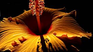 Hibiscus Flower Opening in Timelapse 4k Video - HD Hibiscus Riviera Maya  screenshot 3
